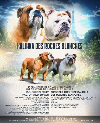 De kalinka des roches blanches - Bulldog Anglais - Portée née le 09/08/2023