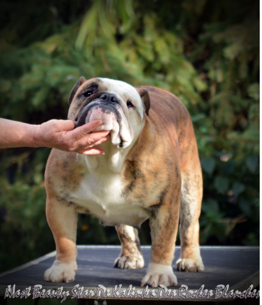 Les Bulldog Anglais de l'affixe De kalinka des roches blanches