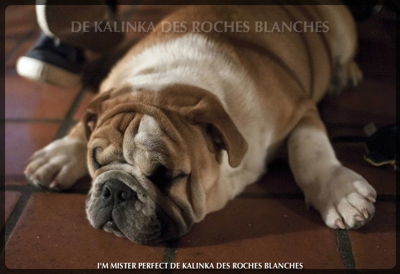 I'm mister perfect De kalinka des roches blanches