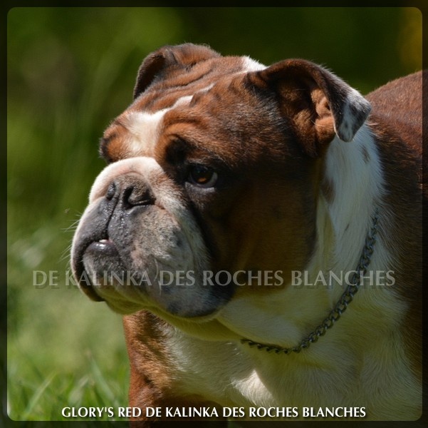 Glory's red De kalinka des roches blanches