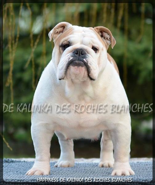 Happiness De kalinka des roches blanches