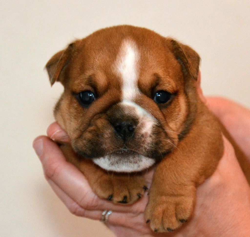 De kalinka des roches blanches - Chiot disponible  - Bulldog Anglais