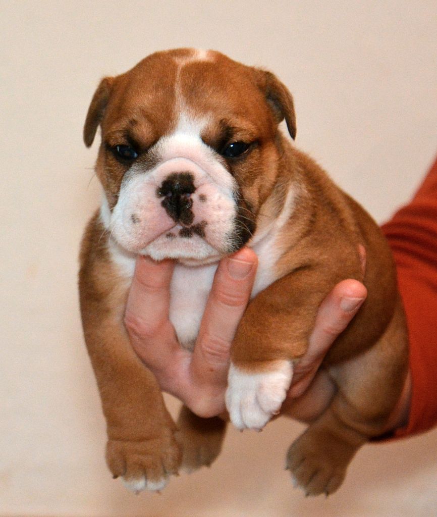 De kalinka des roches blanches - Chiot disponible  - Bulldog Anglais