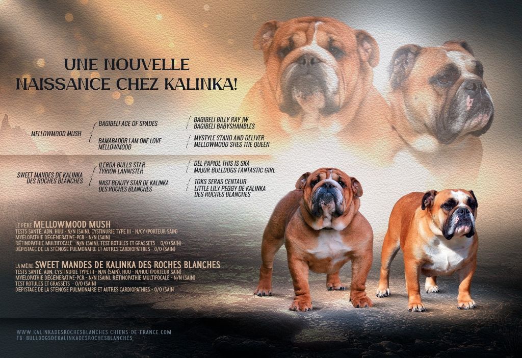 chiot Bulldog Anglais De kalinka des roches blanches