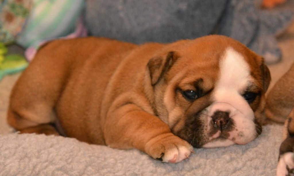 De kalinka des roches blanches - Chiot disponible  - Bulldog Anglais