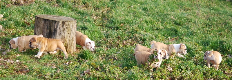 De kalinka des roches blanches - Bulldog Anglais - Portée née le 10/11/2011