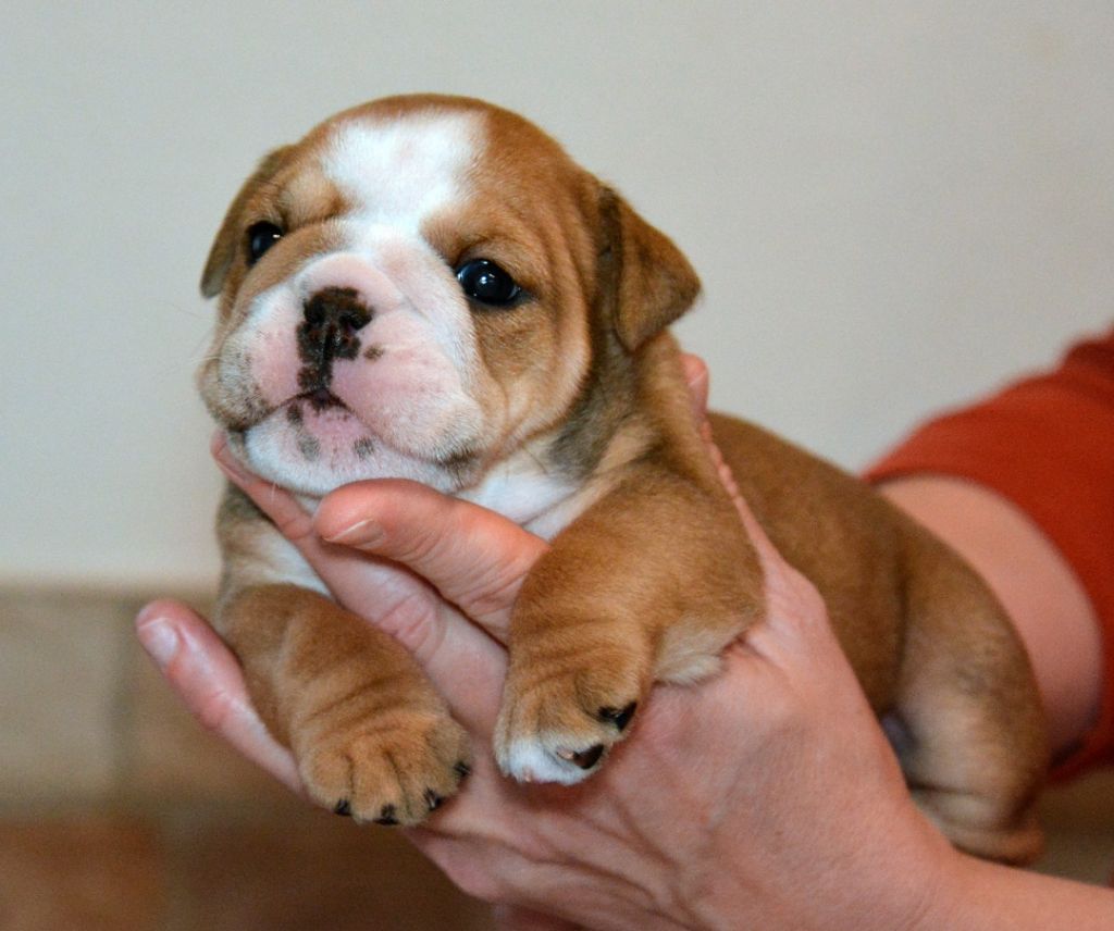 De kalinka des roches blanches - Chiot disponible  - Bulldog Anglais