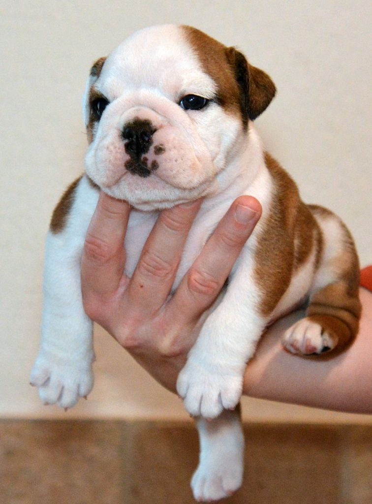 De kalinka des roches blanches - Chiot disponible  - Bulldog Anglais