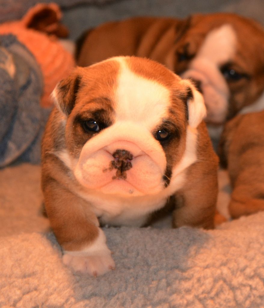 De kalinka des roches blanches - Chiot disponible  - Bulldog Anglais