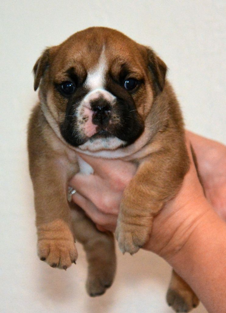 De kalinka des roches blanches - Chiot disponible  - Bulldog Anglais