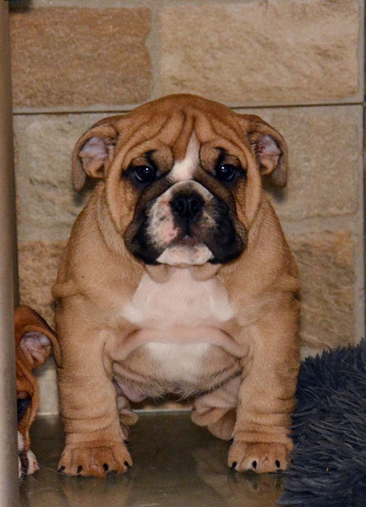 De kalinka des roches blanches - Chiot disponible  - Bulldog Anglais