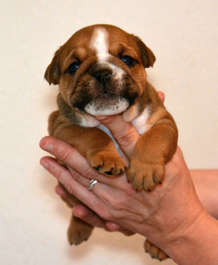 De kalinka des roches blanches - Chiot disponible  - Bulldog Anglais