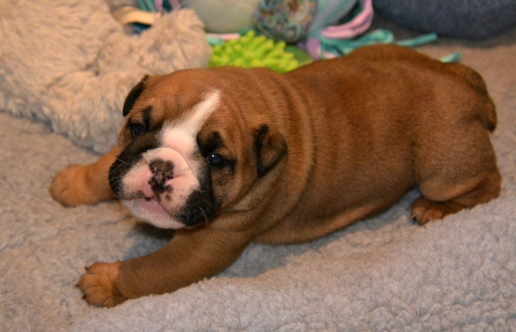 De kalinka des roches blanches - Chiot disponible  - Bulldog Anglais