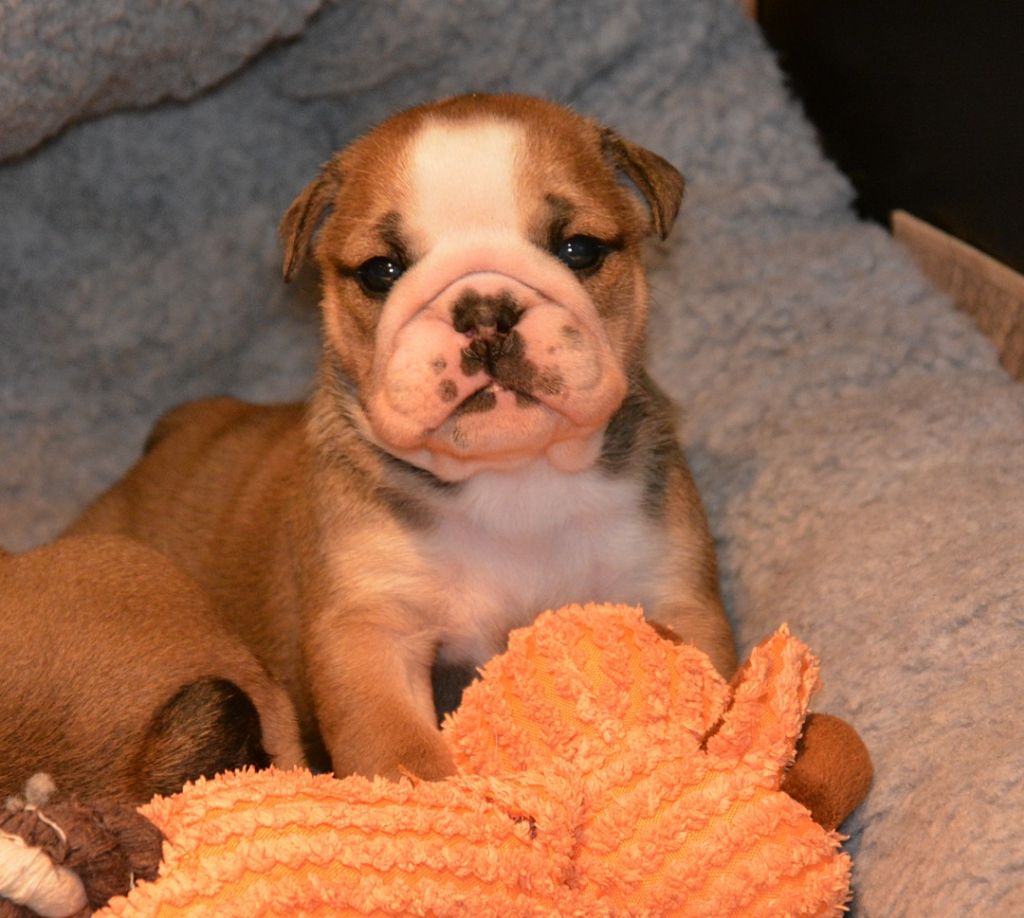 De kalinka des roches blanches - Chiot disponible  - Bulldog Anglais