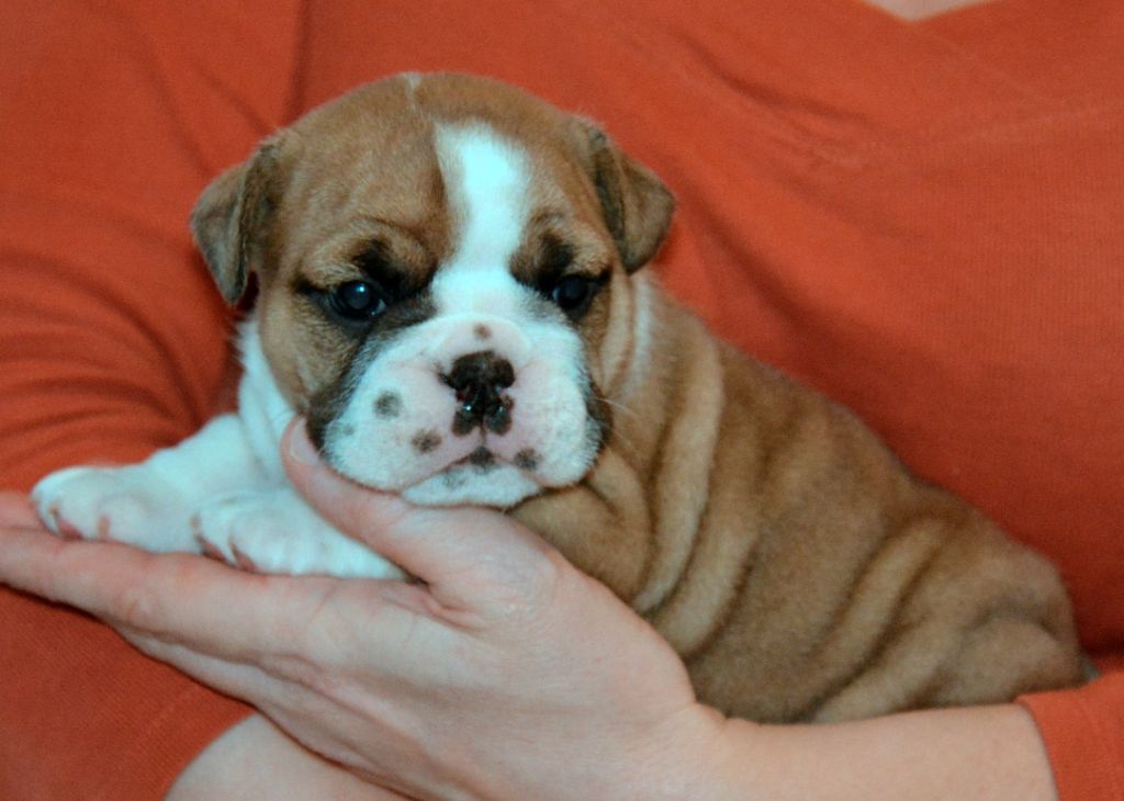 De kalinka des roches blanches - Chiot disponible  - Bulldog Anglais