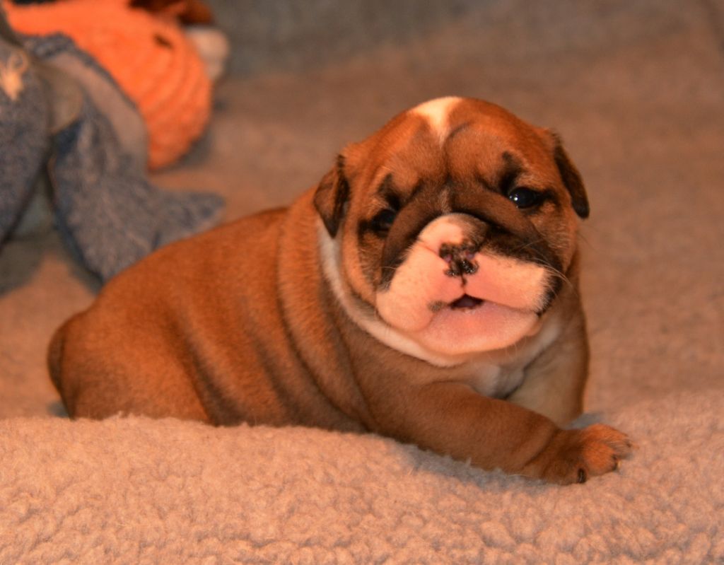 De kalinka des roches blanches - Chiot disponible  - Bulldog Anglais