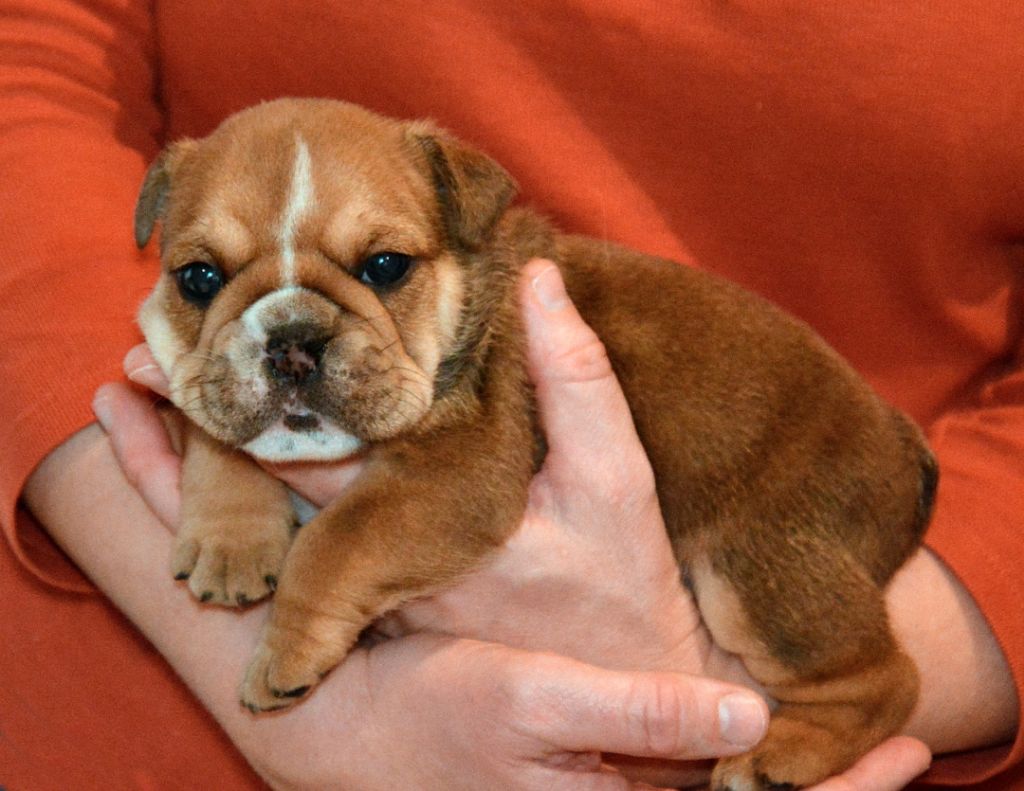 De kalinka des roches blanches - Chiot disponible  - Bulldog Anglais