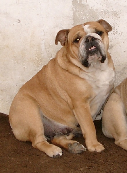 Samba De kalinka des roches blanches