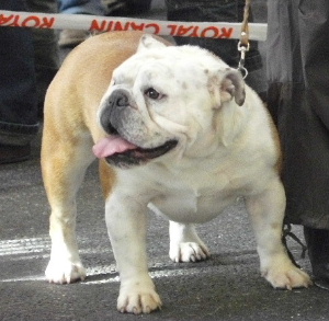 Bring luck De kalinka des roches blanches