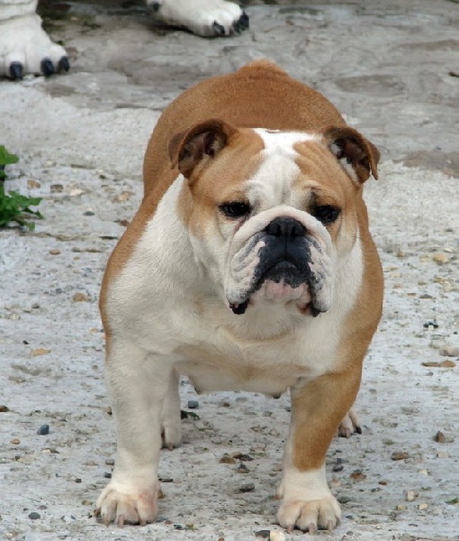 Bloody mary De kalinka des roches blanches