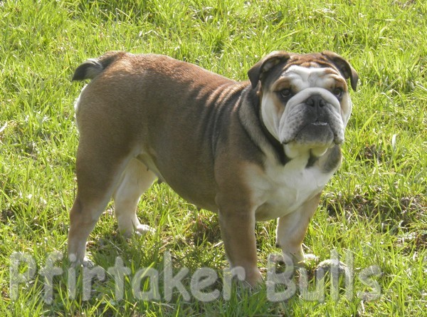 Ermany De kalinka des roches blanches