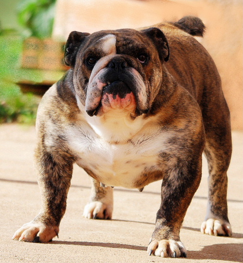 Blue moon De kalinka des roches blanches