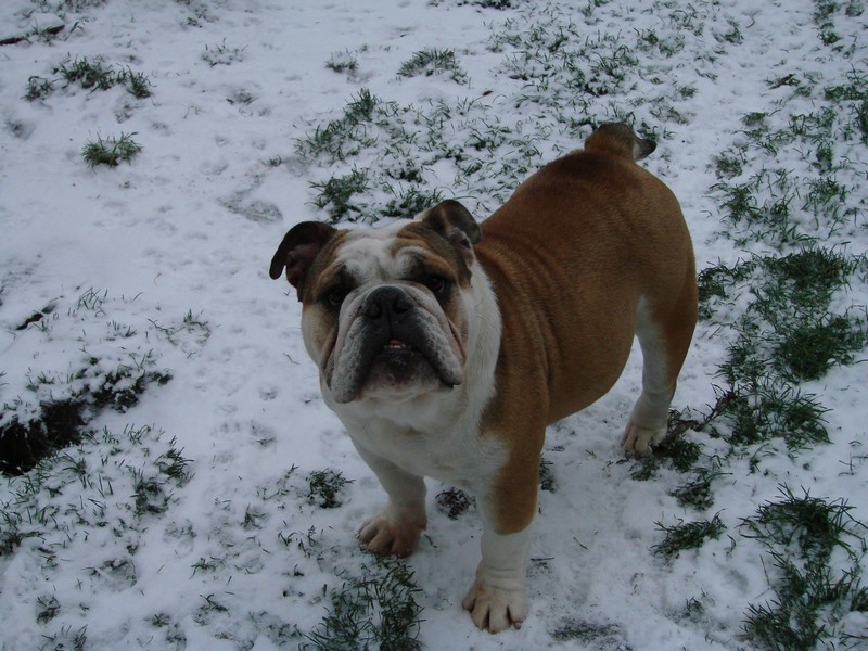 Eye candy De kalinka des roches blanches