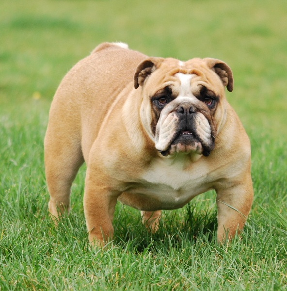 Eleonore De kalinka des roches blanches