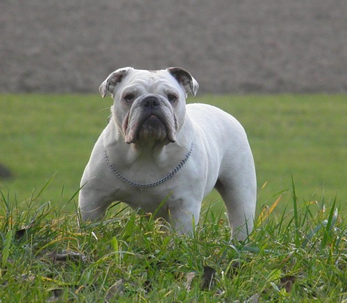 Gigi my white diamond De kalinka des roches blanches