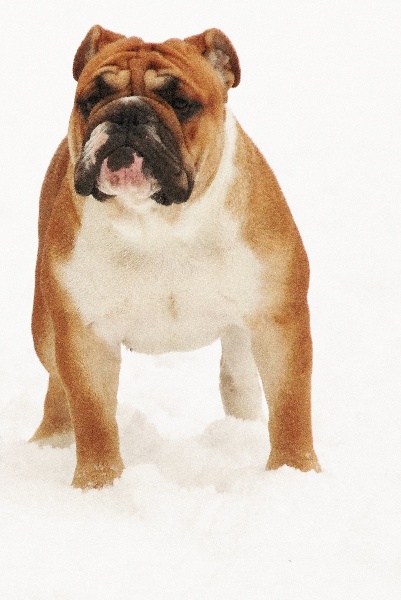 Glimmer of hope De kalinka des roches blanches