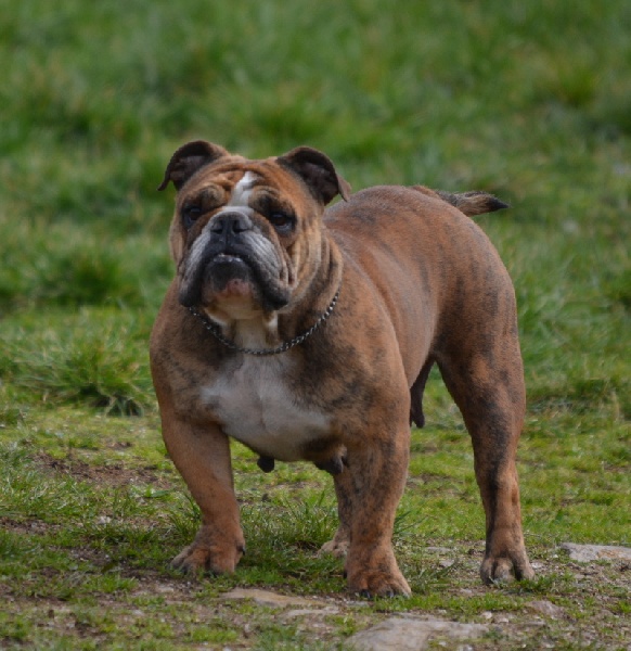 Dalia De kalinka des roches blanches