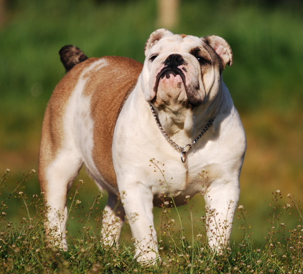 Family affair De kalinka des roches blanches