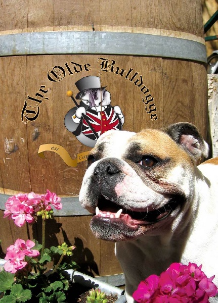 Vanille De kalinka des roches blanches