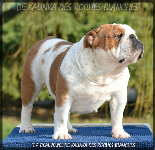 Is a real jewel De kalinka des roches blanches