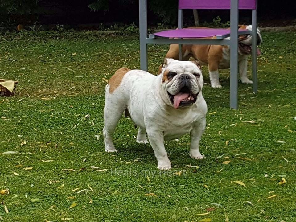 Ginny kim De kalinka des roches blanches