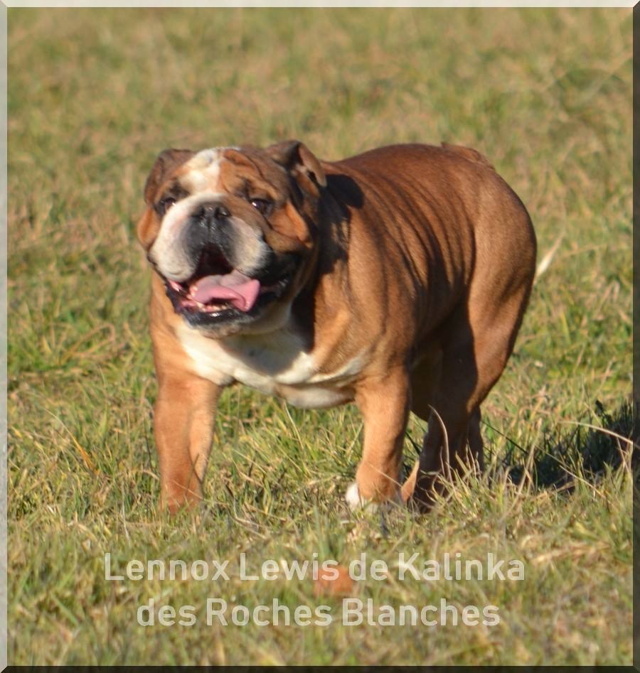 Lennox lewis De kalinka des roches blanches