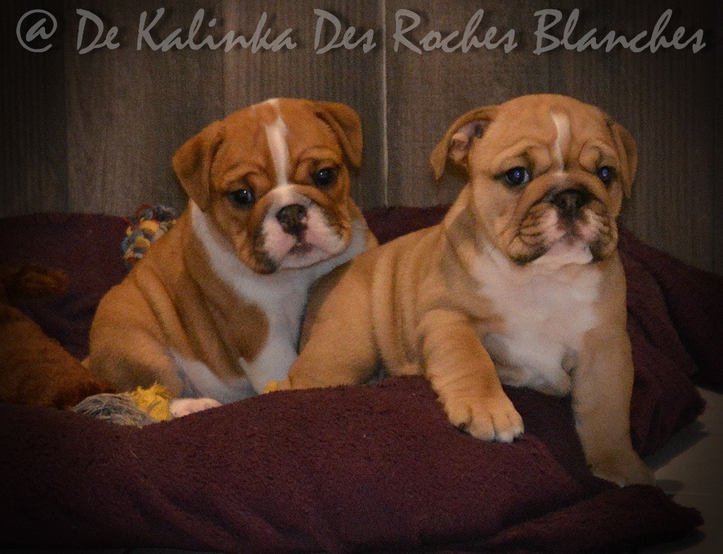 De kalinka des roches blanches - Bulldog Anglais - Portée née le 25/08/2020