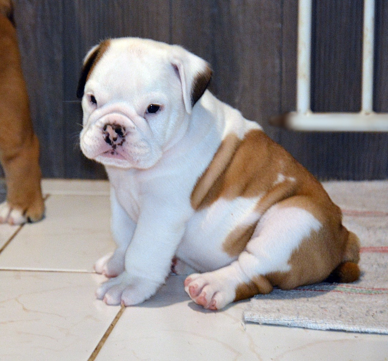De kalinka des roches blanches - Chiots disponibles - Bulldog Anglais
