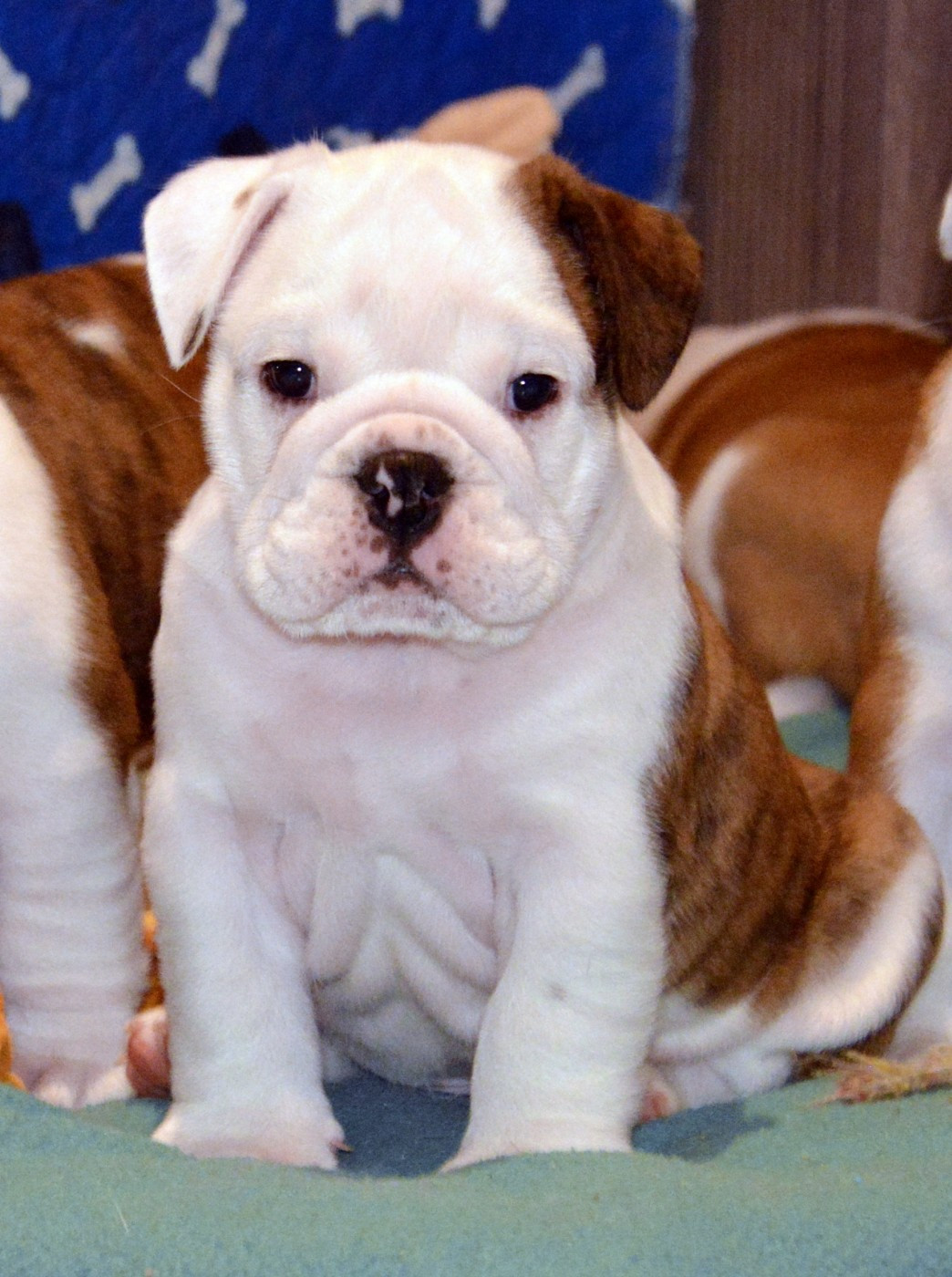 De kalinka des roches blanches - Chiots disponibles - Bulldog Anglais
