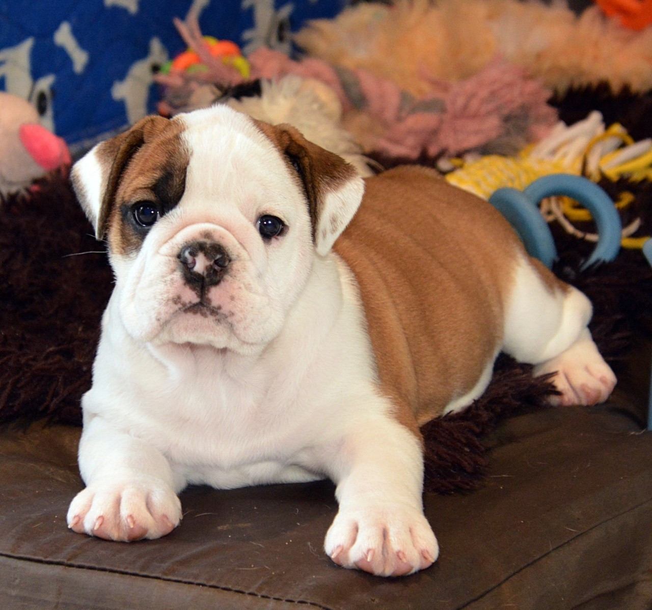 De kalinka des roches blanches - Chiots disponibles - Bulldog Anglais