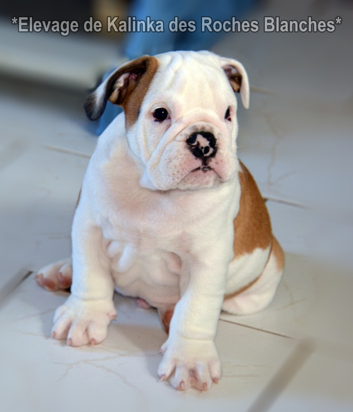 De kalinka des roches blanches - Chiots disponibles - Bulldog Anglais