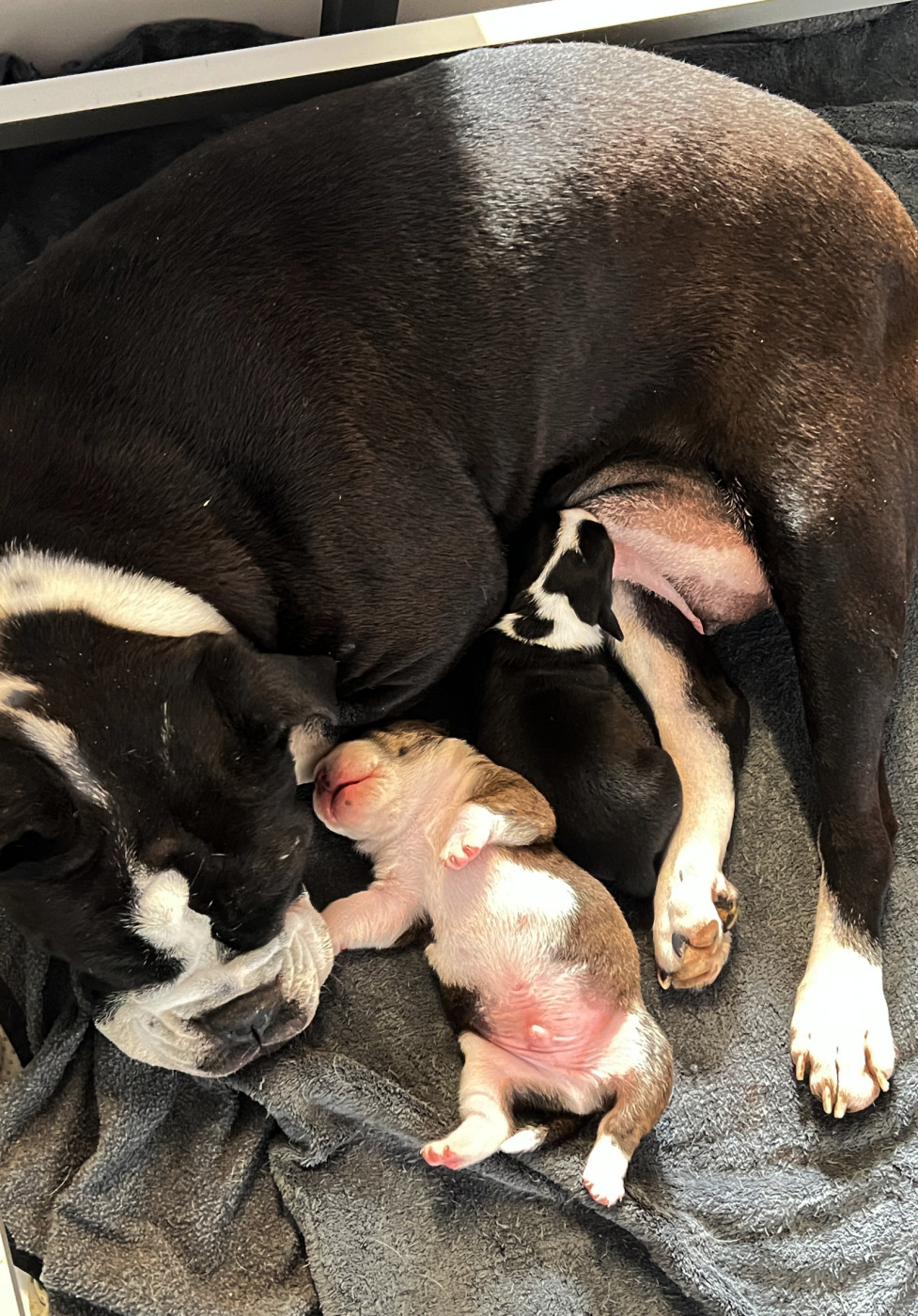 Chiot Bulldog continental De kalinka des roches blanches