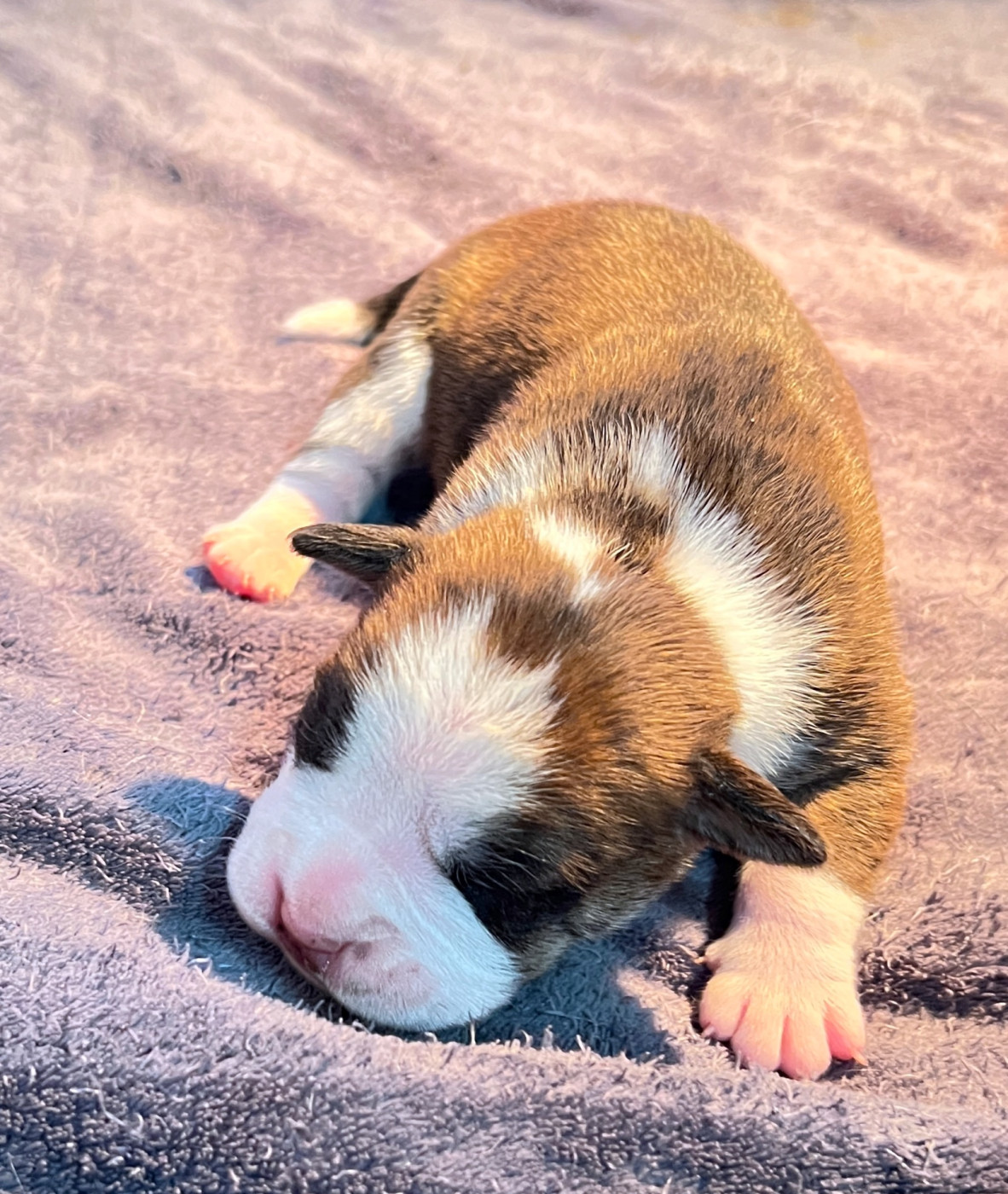 De kalinka des roches blanches - Chiots disponibles - Bulldog continental