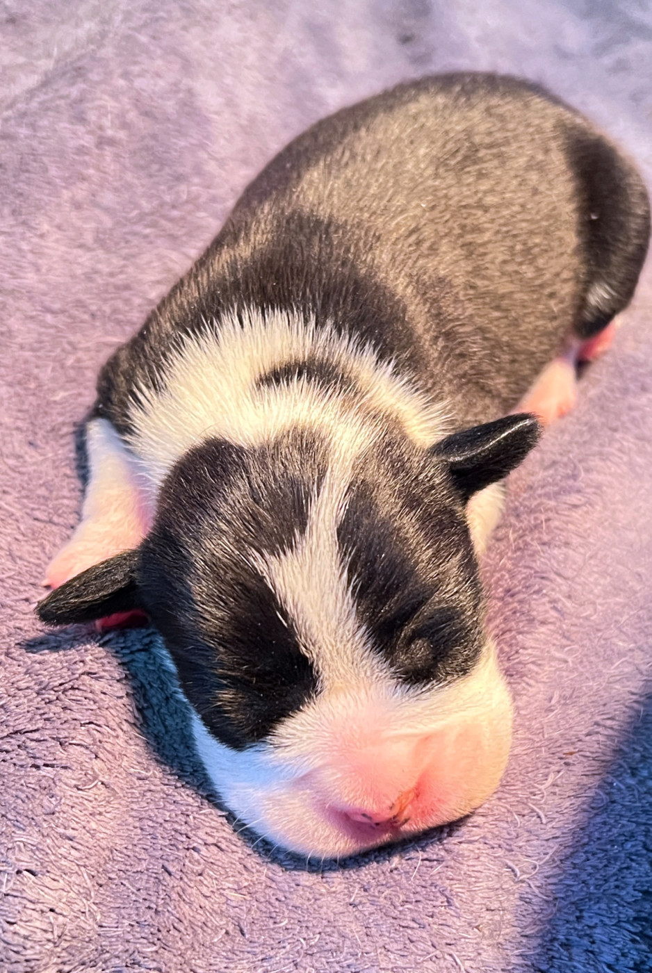De kalinka des roches blanches - Chiots disponibles - Bulldog continental