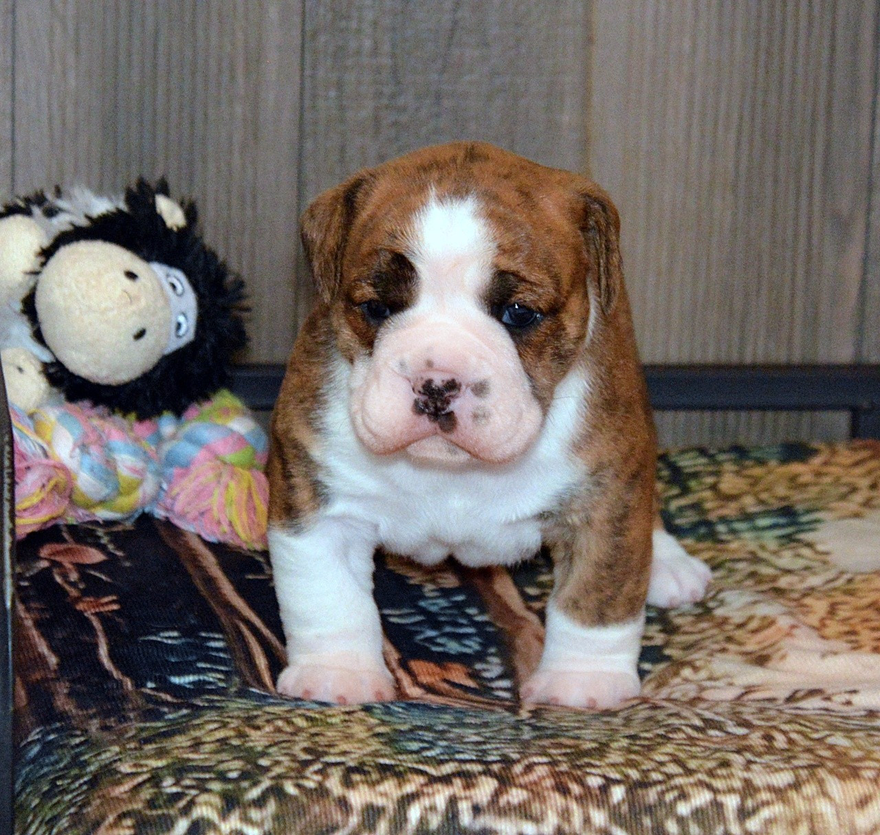 De kalinka des roches blanches - Chiots disponibles - Bulldog continental