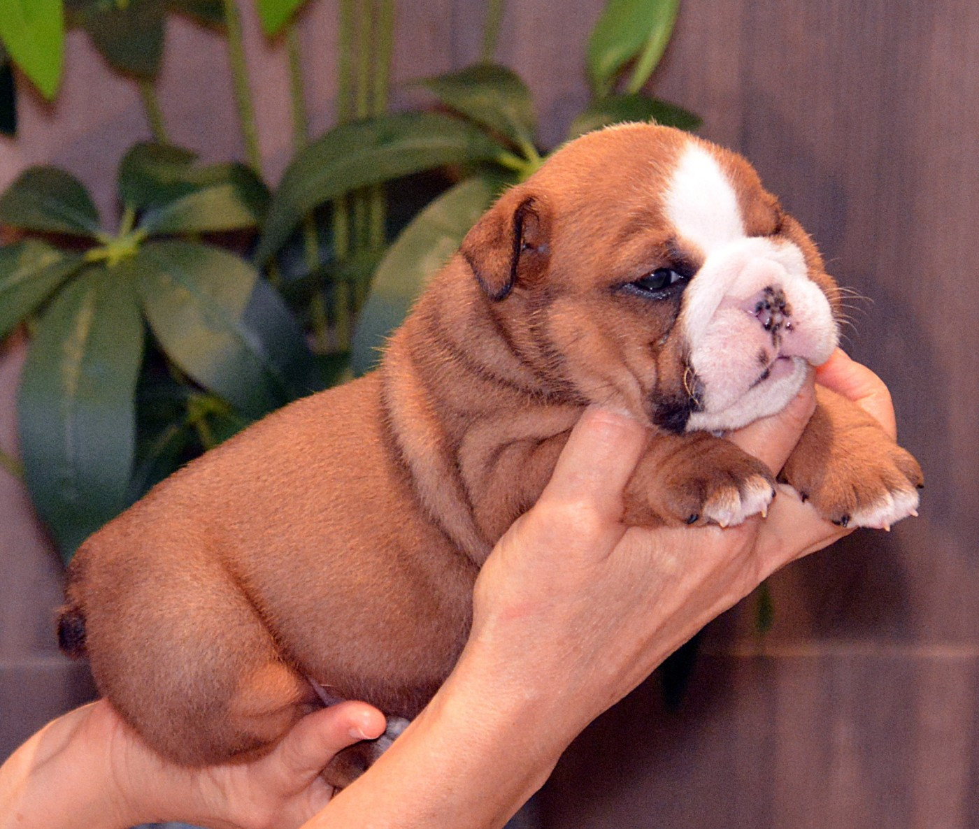 De kalinka des roches blanches - Chiots disponibles - Bulldog Anglais