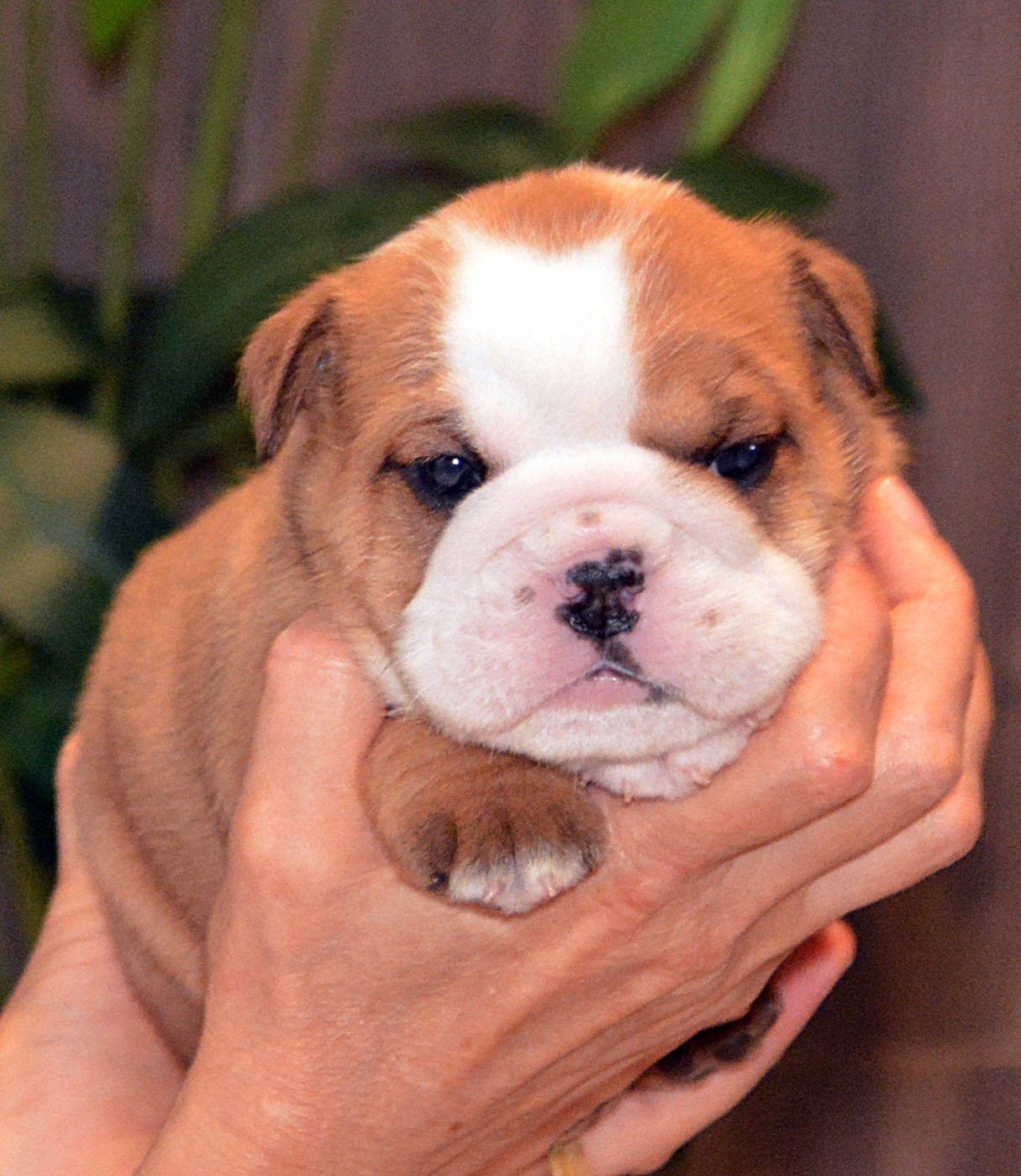 De kalinka des roches blanches - Chiots disponibles - Bulldog Anglais