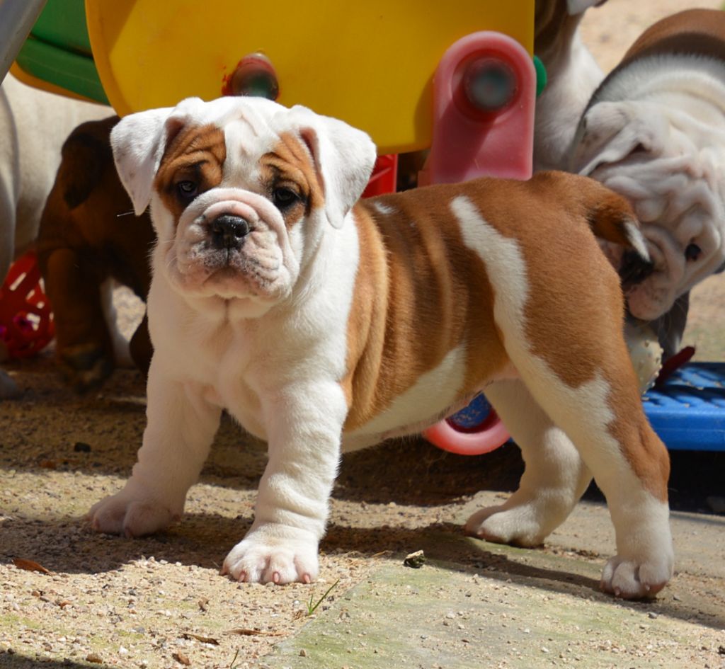 De kalinka des roches blanches - Chiots disponibles - Bulldog Anglais