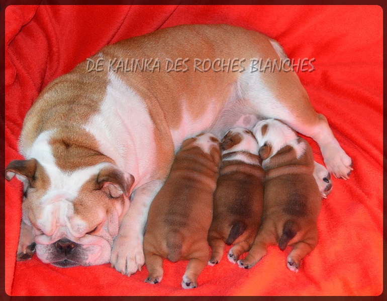De kalinka des roches blanches - Bulldog Anglais - Portée née le 08/03/2015