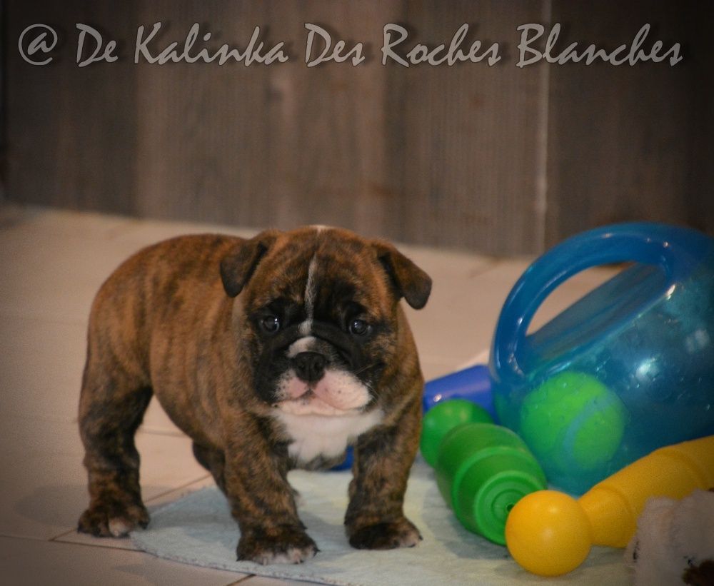 De kalinka des roches blanches - Bulldog Anglais - Portée née le 12/11/2020